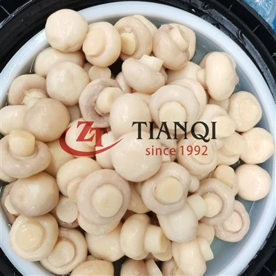 Jamur dalam Drum di SO2 – Grosir Massal untuk Industri Makanan